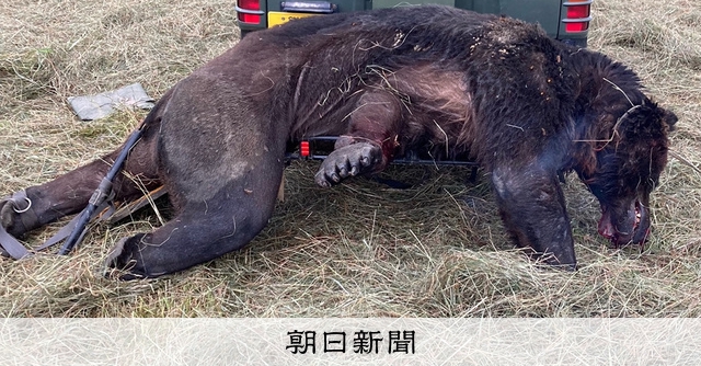 警戒心強いのになぜ…」ヒグマ「OSO18」の駆除、浮かぶ疑問点 [北海道