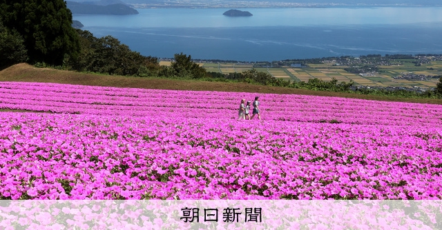 琵琶湖の青に「桃色吐息」 ペチュニア見ごろ 滋賀・高島市:朝日新聞