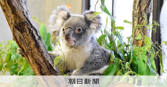 コアラ　他の方はご遠慮願います AS20230913001980_comm.jpg