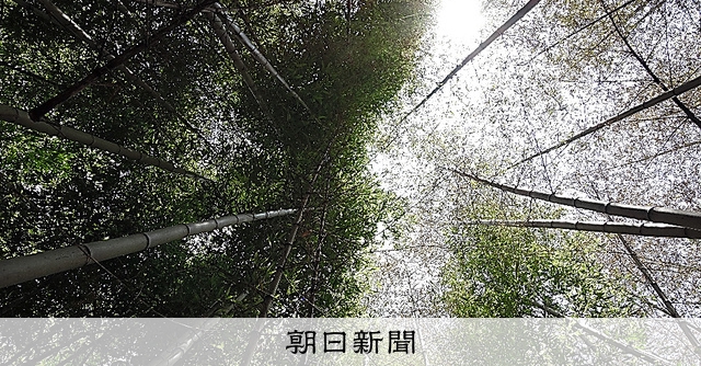 破滅への開花？120年周期のハチク伝説 広島の竹林、3年間追跡