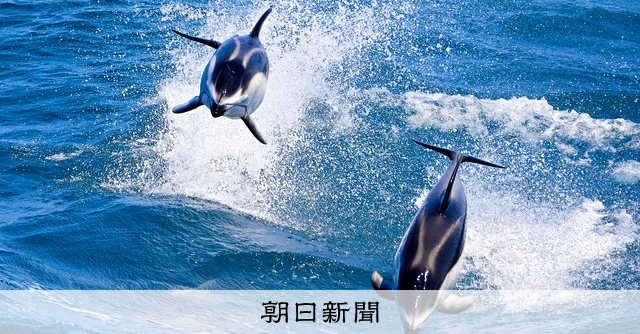 イルカ観察人気のむつ湾フェリー 集客めざし写真コンテストを初企画