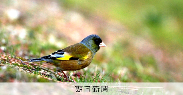 黄色い鳥 仮面を被った鳥、マスクトラップウィング ～シドニーの野鳥