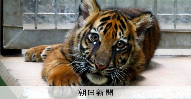 君の名はアサ 上野動物園生まれのスマトラトラに「希望」込めて [東京