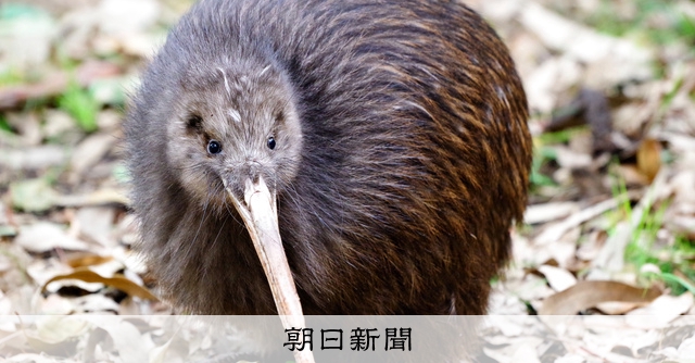 キウイ」って鳥なんです 見られるのはアジアでは天王寺動物園だけ