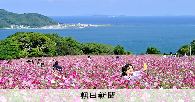 秋風に揺れる50万本、青い空と海を背景にコスモスが見頃 福岡 [福岡県
