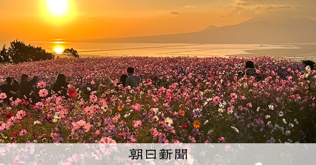 コスモス満開 朝焼けに輝く 諫早・白木峰高原 [長崎県]：朝日新聞