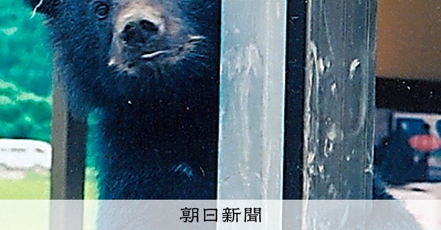 クマ育て32年、探る共生の道 かまれて大けがも、教訓胸に最期まで