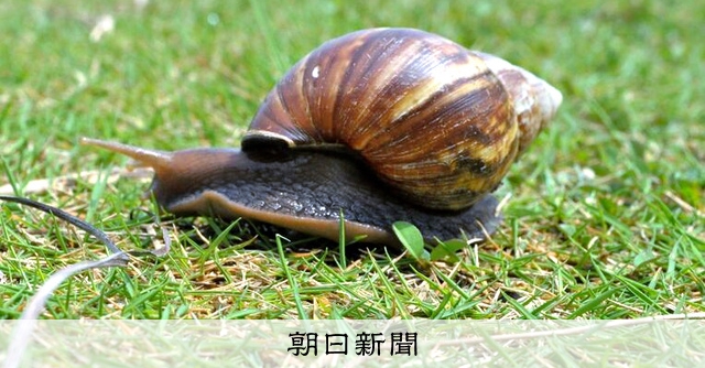 外来種で病害虫の「アフリカマイマイ」 実は貢献していたことも [沖縄