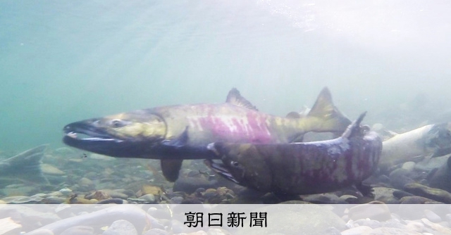 「俺が子孫を残すんだ」鋭い歯でライバルかむ 晩秋の知床でサケ壮絶 [北海道]：朝日新聞