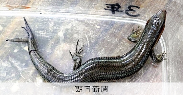 すごい」しっぽが3本のオキナワトカゲ 小3が校庭で捕らえた [沖縄県