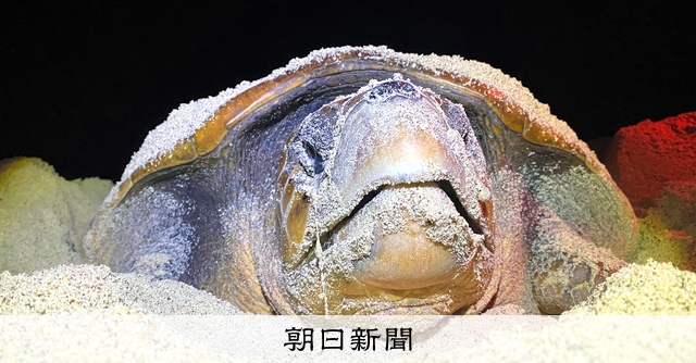 アオウミガメが産卵にやってきた 奄美大島のウミガメ産卵、過去2番目の少なさ 昨年 生息数減