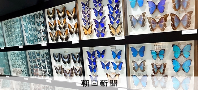 大学の昆虫標本、あなたもオーナー 寄付返礼品、デジタルデータを
