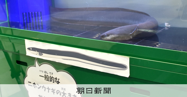 全長1m超、国内最大級のニホンウナギ釣った 展示場所は「一等地 