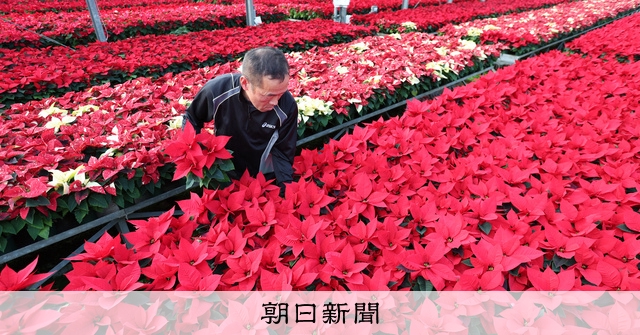 クリスマスを華やかに 赤白ピンクのポインセチア8万鉢、全国へ：朝日新聞