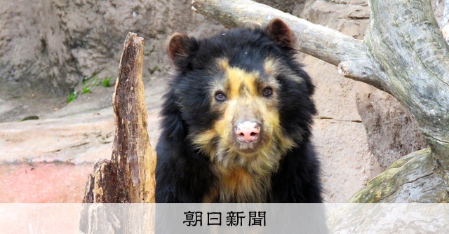 世界最高齢33歳のメガネグマ「ダイスケ」安らかに 天王寺動物園 [大阪