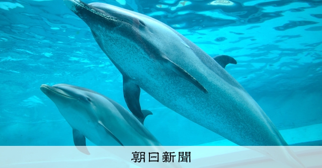 マダライルカの赤ちゃんの愛称募集 太地町立くじらの博物館 [和歌山県