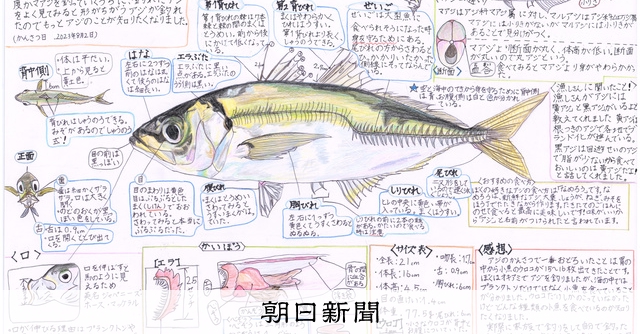 魚のすべてが好き」小4男児 釣ったマアジを32色で描いてみたら [大分県