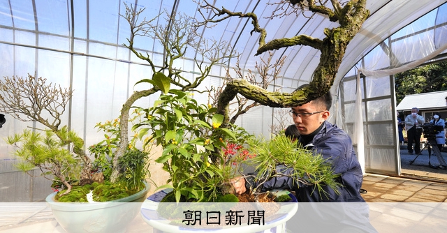 皇居で正月用盆栽「春飾り」作業が大詰め ウメの開花調整に苦労：朝日新聞