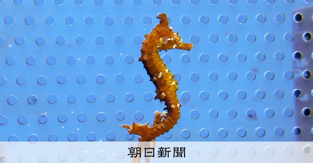 no.121 日長の海巻貝とタツノオトシゴ