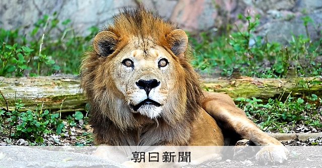 東山動植物園の長寿ライオン「サン」22歳で死ぬ 園内に献花台 [愛知県