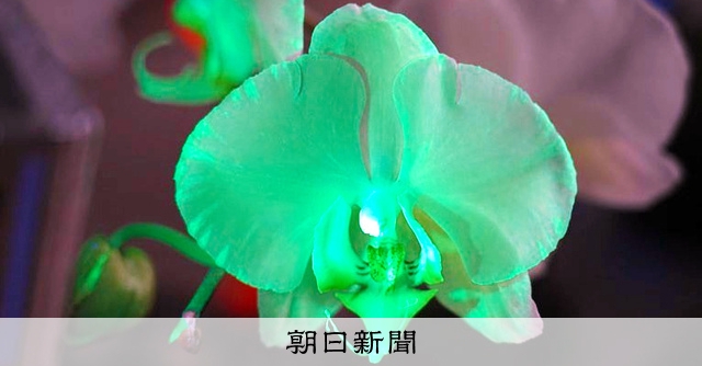 光るコチョウラン 千葉大の研究グループが7年かけて発色に成功 千葉県