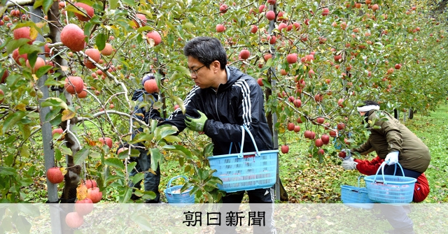 人手不足の果樹収穫、地元企業が手伝い 産地を越えた助け合いも [青森