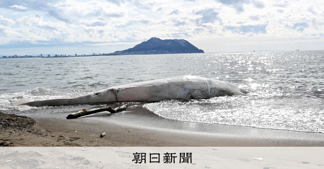 函館湾に体長7mミンククジラの死骸が漂着 専門家が調査、病死か
