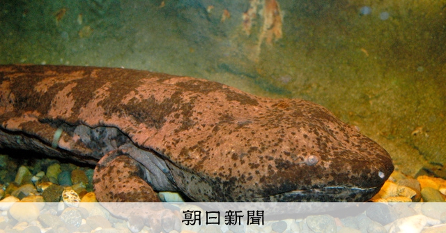 中国で絶滅のオオサンショウウオ、日本で生きてた 「保全進めたい