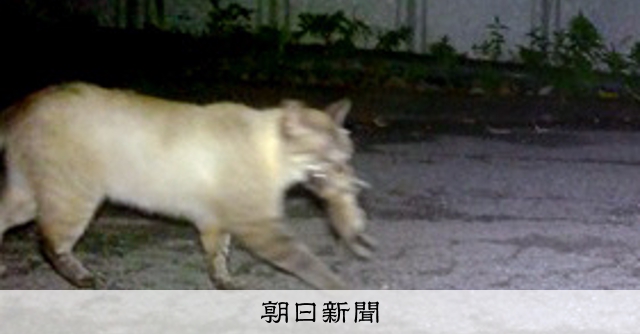 奄美大島のノネコ捕獲、今年度は過去最多 島内全域で実施へ [鹿児島県]：朝日新聞
