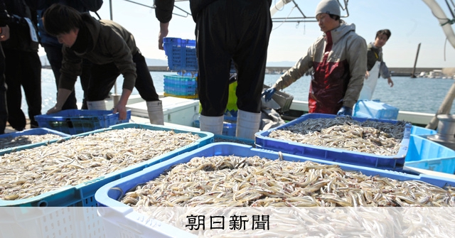 イカナゴ新子漁解禁、不漁と向き合い 播磨灘 大阪湾は初の休漁に [兵庫