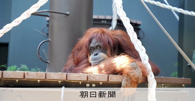 東山動植物園のオランウータン「ネオ」死ぬ 国内最高齢の54歳 [愛知県