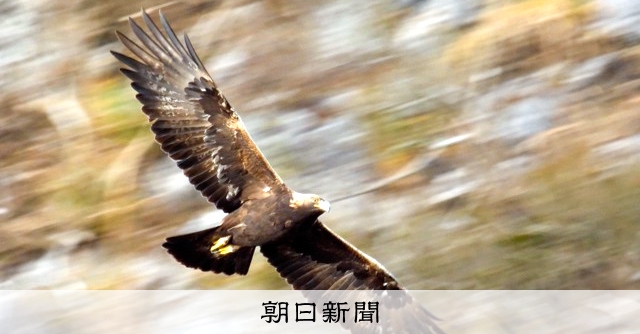 何が生態系を壊すのか」 イヌワシからのメッセージ 17日に講演 [滋賀県