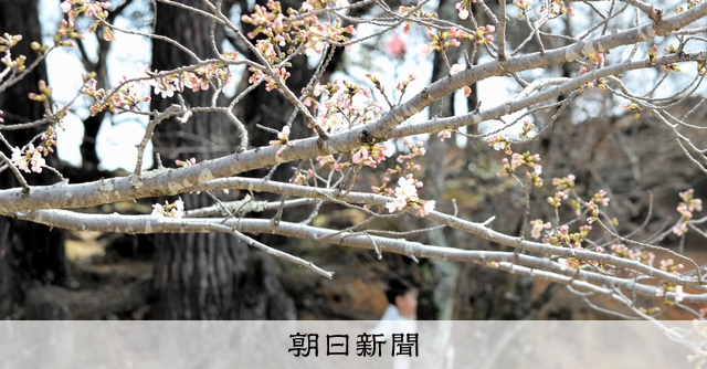 三重県で桜の開花を観測 [三重県]：朝日新聞