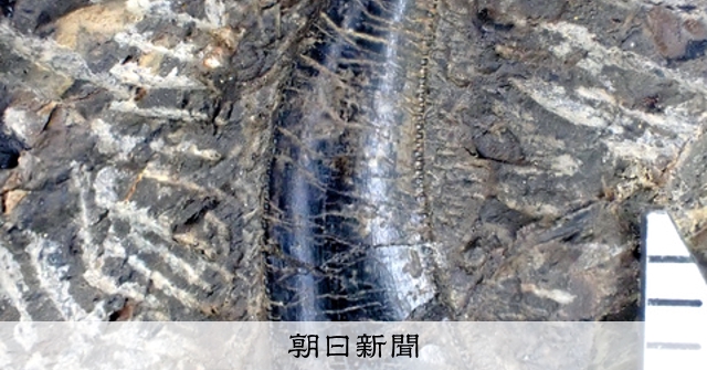 超希少・博物館級！デイノニクスの鉤爪と歯の化石　値段交渉可能 肉食恐竜の歯の化石、鋭い湾曲 徳島県立博物館が発掘、新種か調査