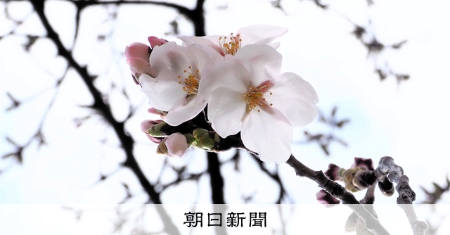 長野のソメイヨシノ、13日前後に満開の見込み 気象台が開花発表 [長野