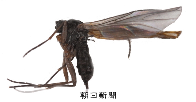 九州大のカブトムシ飼育施設でコバエ大量発生 住民に謝罪し実験中断 