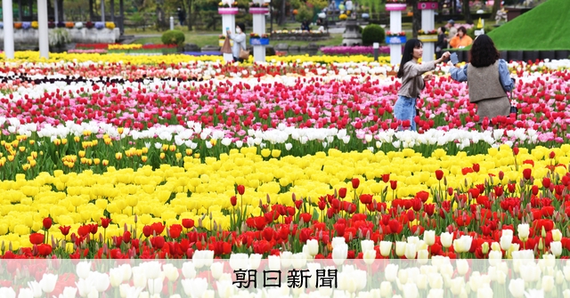 富山・砺波でチューリップフェア開幕 300万本「これから満開に」 [富山