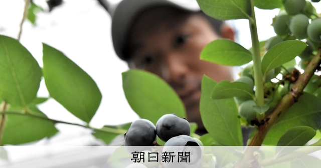 ハウス栽培のブルーベリー、一足早く収穫 「フレッシュさ味わって
