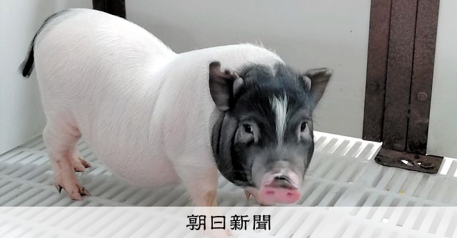 ブタからヒトへ異種移植の「世界競争」 この盛り上がりは「本物