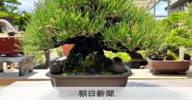 盆栽1880万円相当盗まれる 被害の生産者「せめて国内で流通を」 [熊本