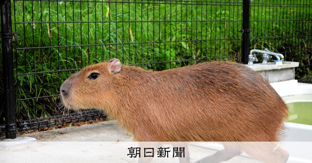 帰ってきたカピバラ カッピーの次はガンモ、平塚市総合公園に登場