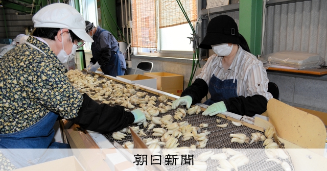 鳥取砂丘らっきょう」の出荷本格化 組合長「いいできばえ