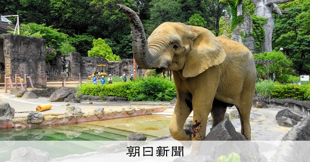 多摩のゾウ、砥夢 全身麻酔で牙を抜く 国内外の専門家60人態勢で