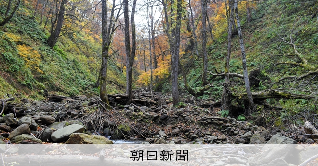 世界遺産・白神山地のシンボルが枯死 ブナの巨木「マザーツリー