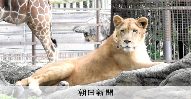 オスでなくメスだったライオン、生まれた園に帰還「クレイはクレイ