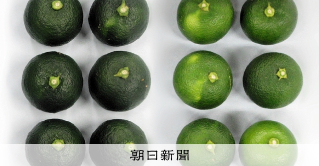 徳島のスダチに長持ち新品種登録、果皮が濃緑、2028年にも初出荷 [徳島県]：朝日新聞
