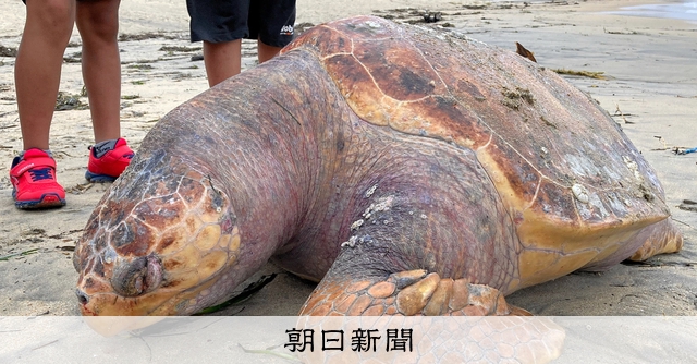 骨になったウミガメ、先生たちは組み上げた 変わらぬ島の自然願って