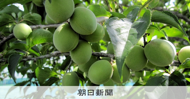梅の新品種「ゆみまる」が初出荷 すべてカリカリ梅に [群馬県]：朝日新聞