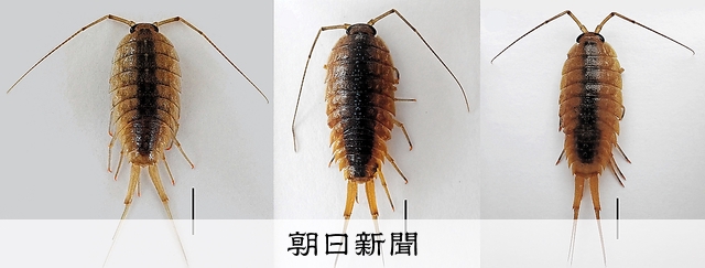 (ぶらっとラボ)フナムシ、特徴が違う3種:朝日新聞