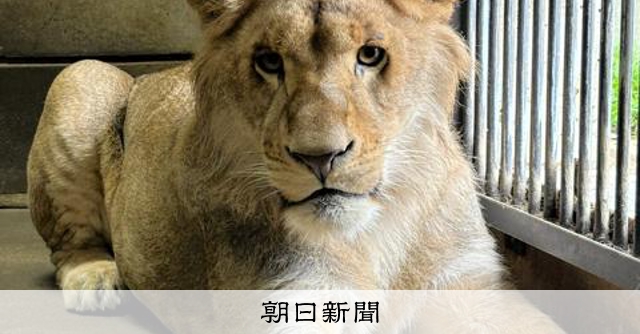 とくしま動物園の雄ライオンのパーチェが札幌へ 新たに赤ちゃん誕生